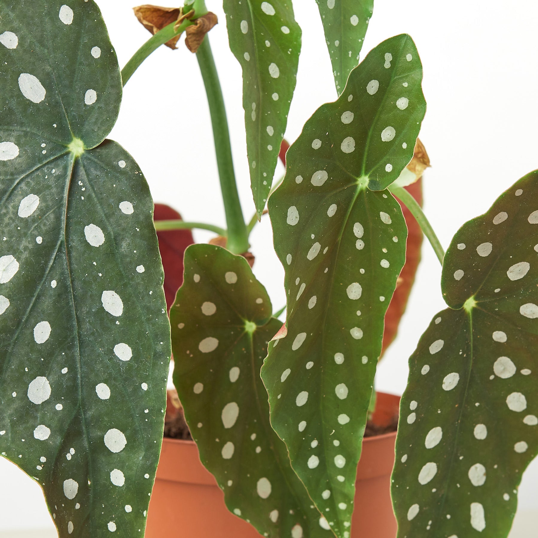 Begonia 'Maculata' | Indoor Plant | Tropical Plant | Potted Plant ...