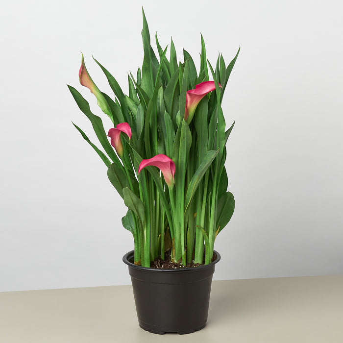 bunnings peace lily Purple Calla Lily - 6" Pot | Indoor Plant | Tropical Plant | Potted Plant