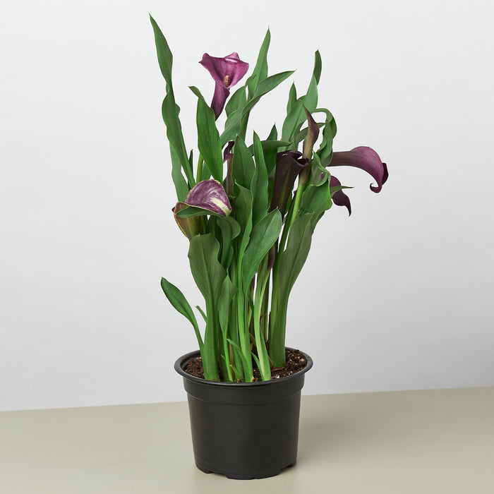 purple calla lily plant care Purple Calla Lily - 6" Pot | Indoor Plant | Tropical Plant | Potted Plant
