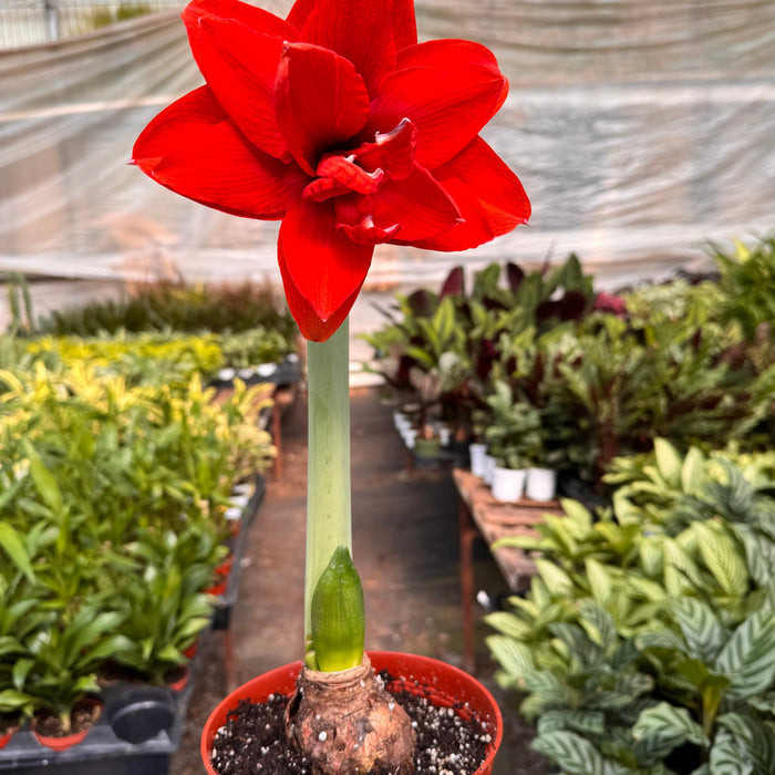 Hippeastrum Amaryllis Red