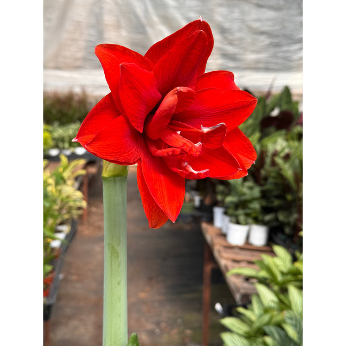 Hippeastrum Amaryllis Red