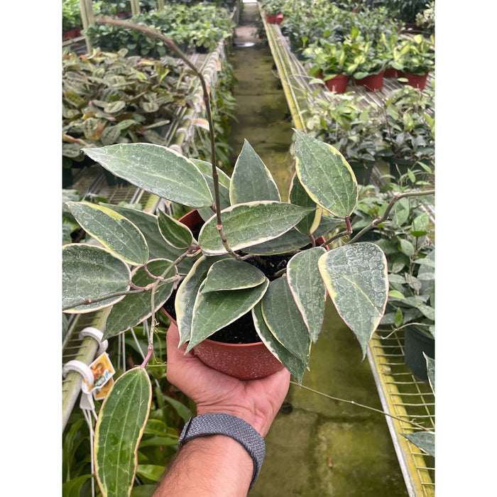 Hoya Macrophylla Variegated