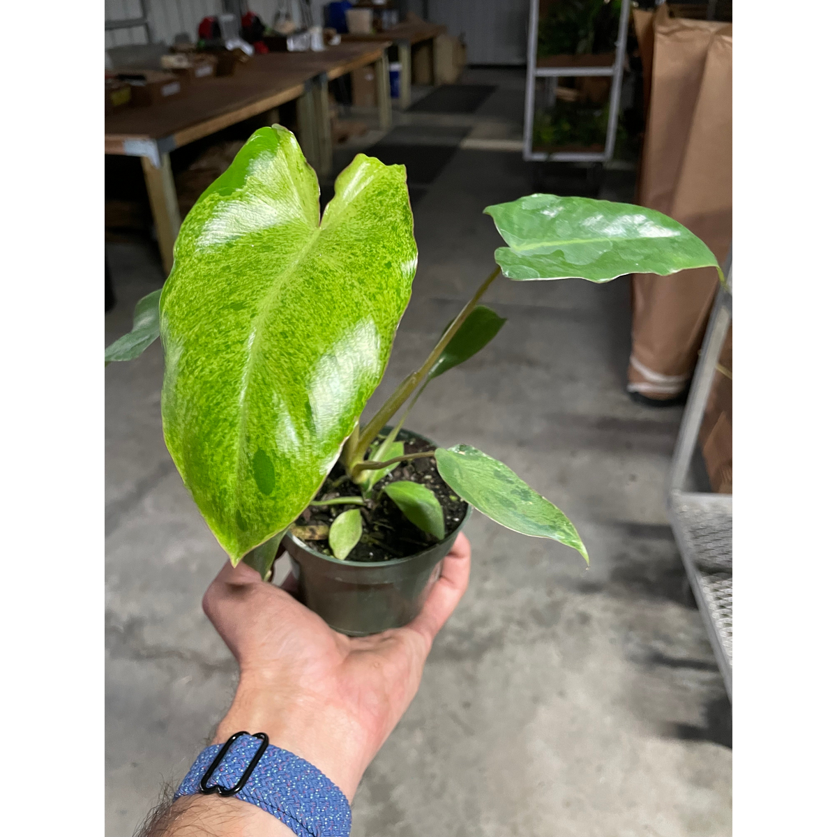 Philodendron 'Paraiso Verde' | Indoor Plant | Tropical Plant | Potted Plant 