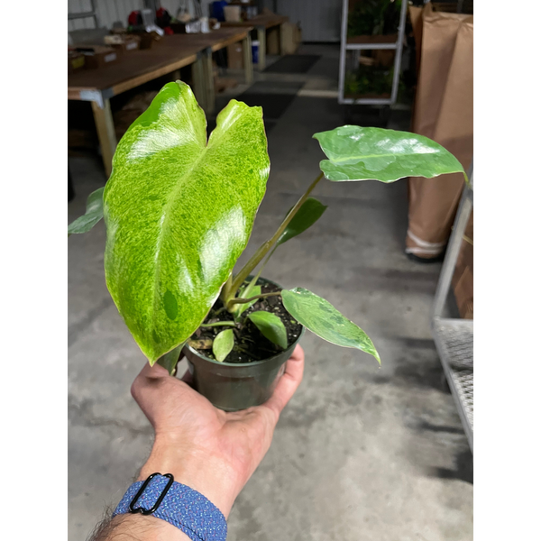 philodendron marina ruy barbosa Philodendron 'Paraiso Verde'