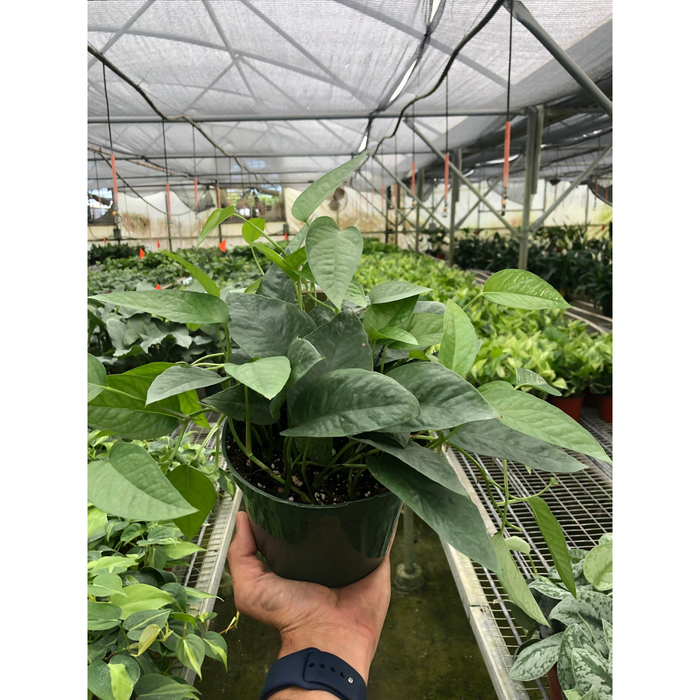 cebu pothos for sale Pothos 'Cebu Blue' | Indoor Plant | Tropical Plant | Potted Plant