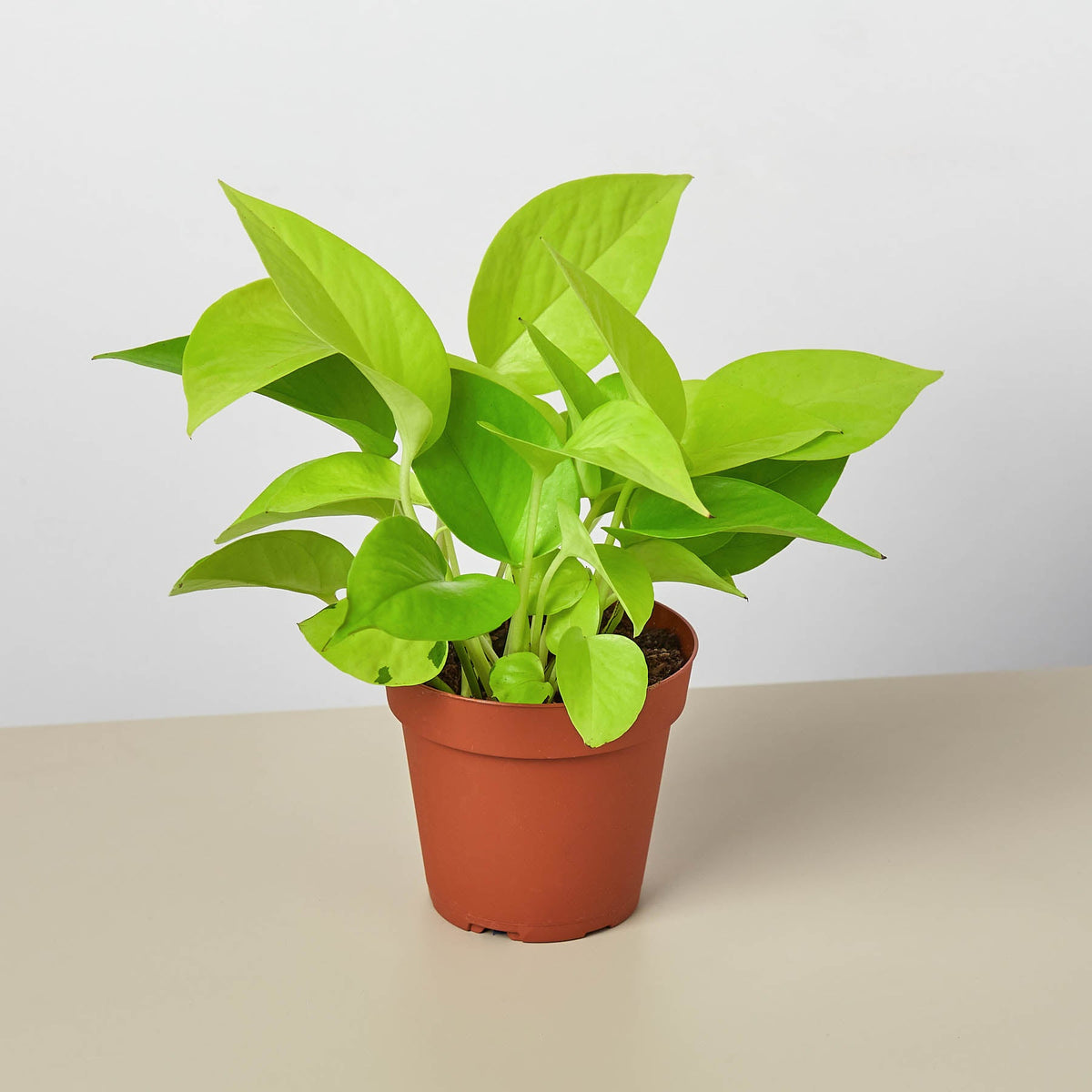 Pothos 'Neon' | Indoor Plant | Tropical Plant | Potted Plant