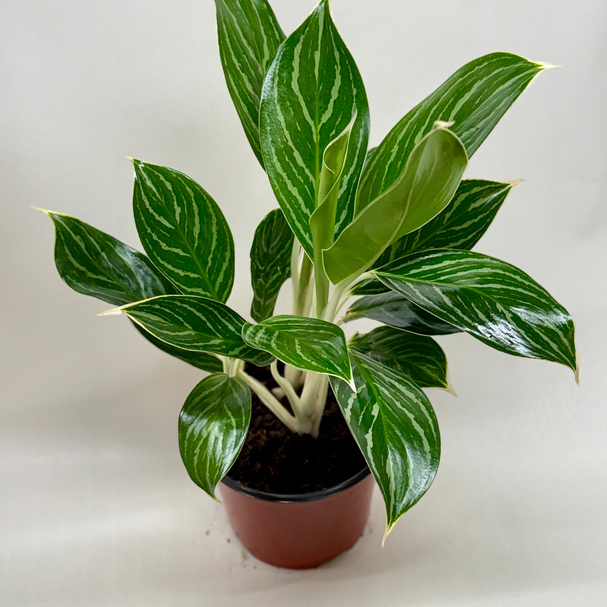 Chinese Evergreen 'White Stem'