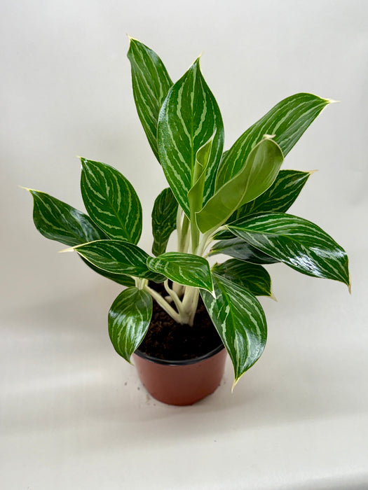 white indoor plants Chinese Evergreen 'White Stem'