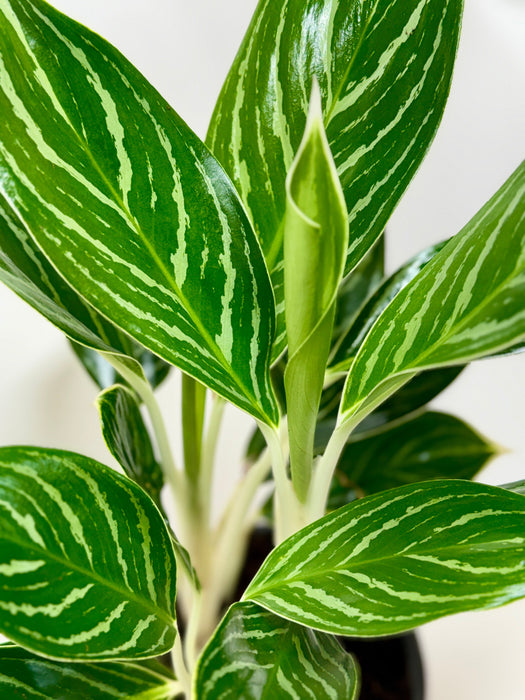 aglaonema chinese green Chinese Evergreen 'White Stem'