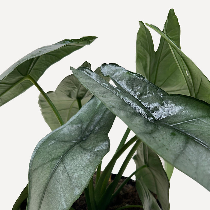 dragon's breath indoor plant Alocasia 'Dragons Breath'