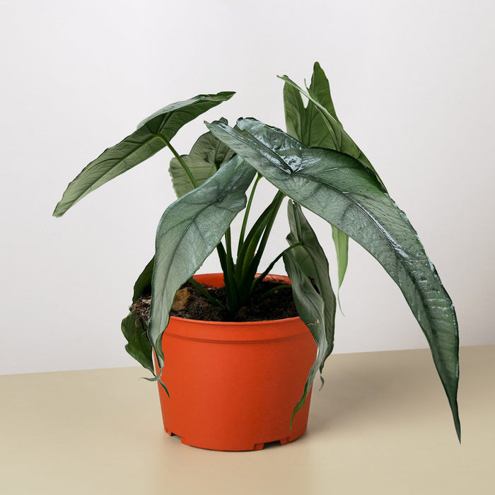 dragon's breath indoor plant Alocasia 'Dragons Breath'