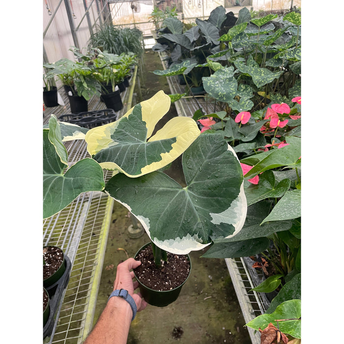 mickey mouse elephant ear plant Alocasia 'Mickey Mouse' (Xanthosoma sagittifolium 'Variegatum Monstrosum')