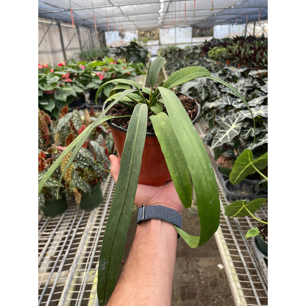 vittarifolium anthurium Anthurium 'Vittarifolium'