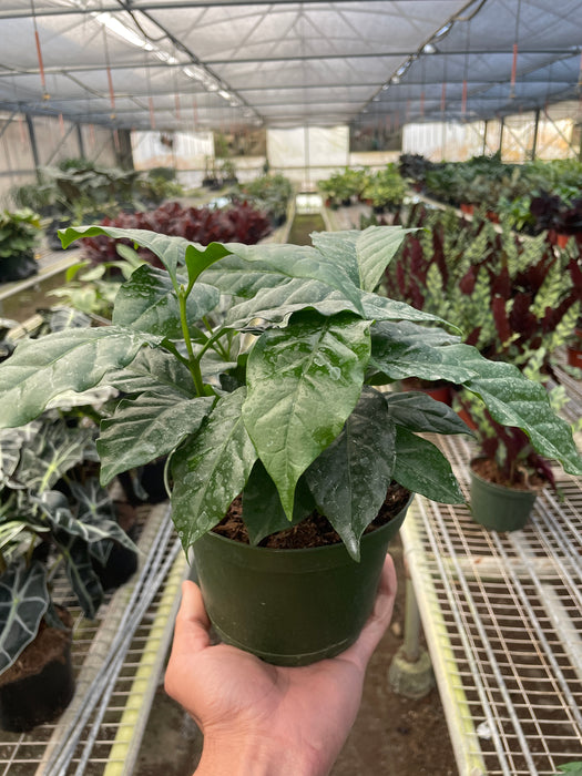 coffee arabica plant indoor Arabica Coffee | Indoor Plant | Tropical Plant | Potted Plant