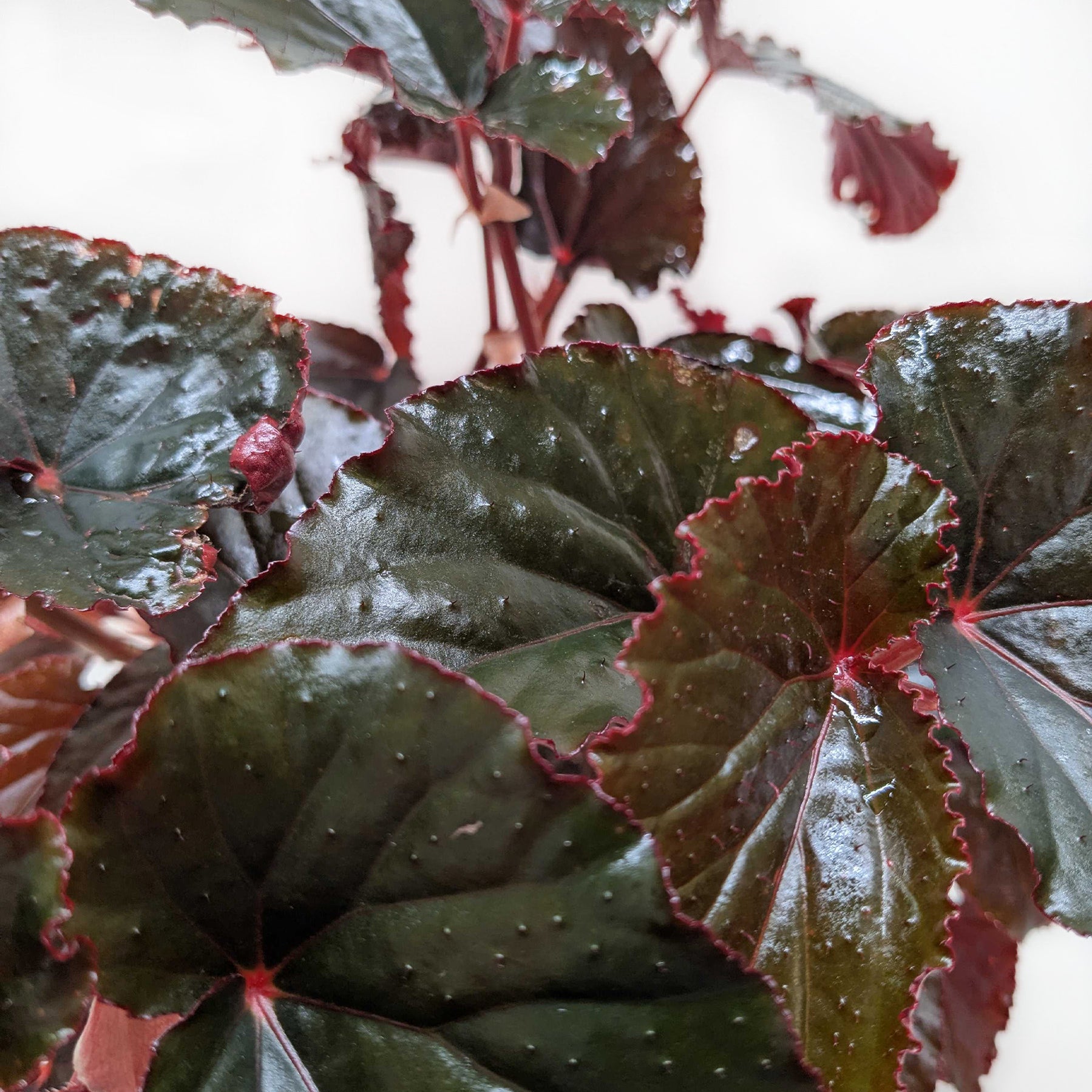 Begonia Black Magic House Plant Shop begonia-black-magic-house-plant-shop