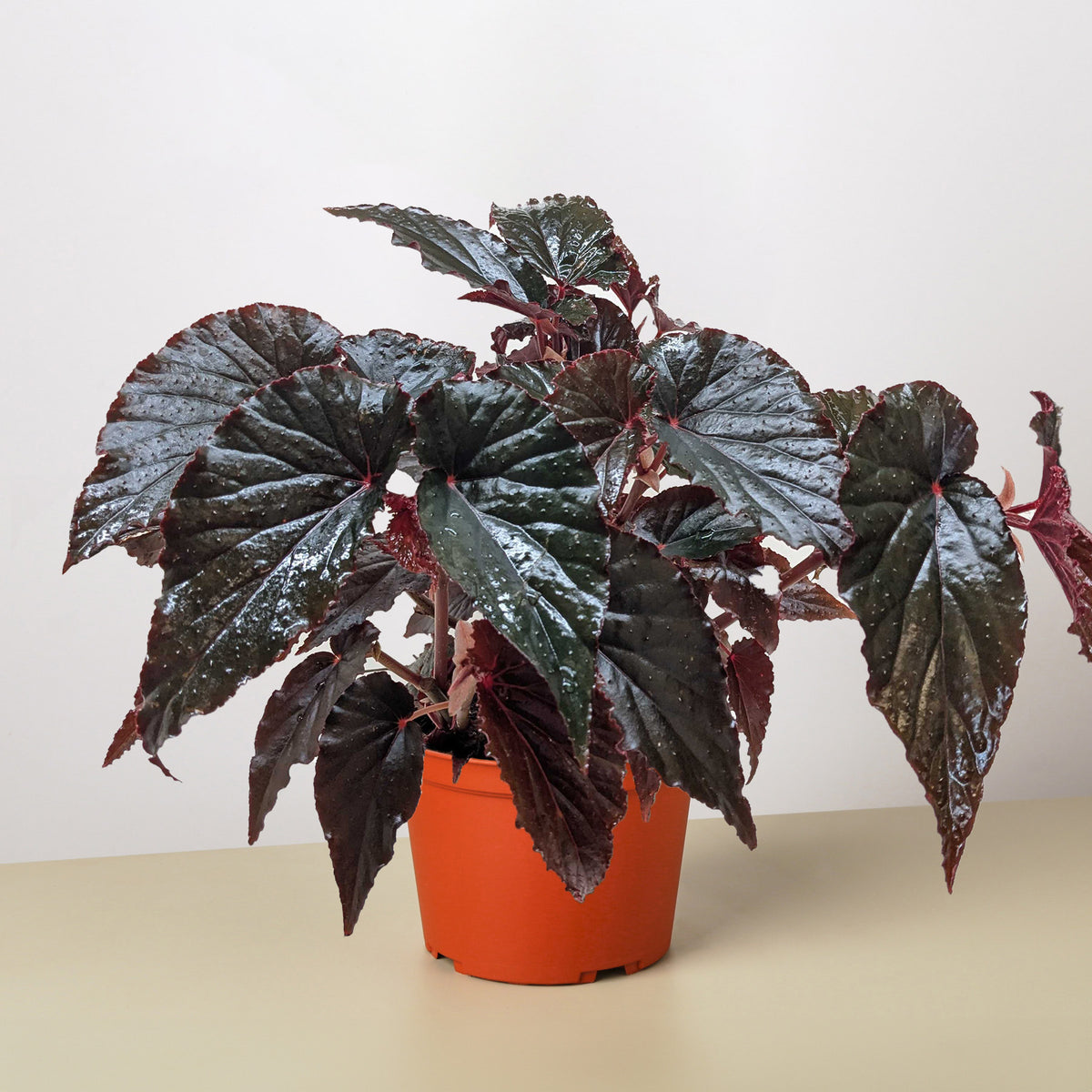 Begonia Black Magic House Plant Shop begonia-black-magic-house-plant-shop