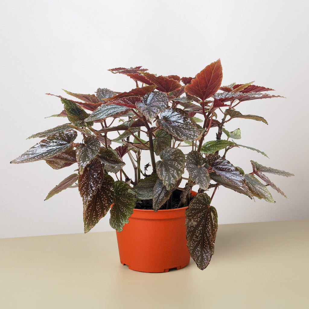 Begonia corallina
