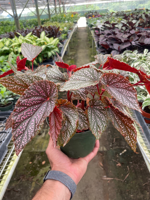 Begonia Pink Angel Wing