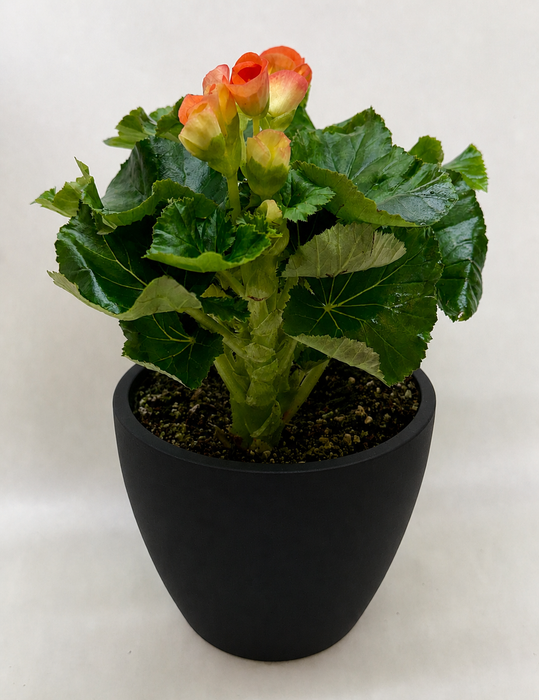 Begonia 'Reiger'