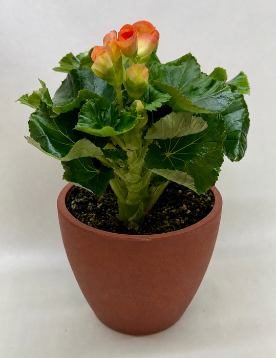 Begonia 'Reiger'