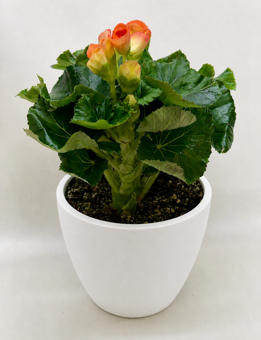 Begonia 'Reiger'