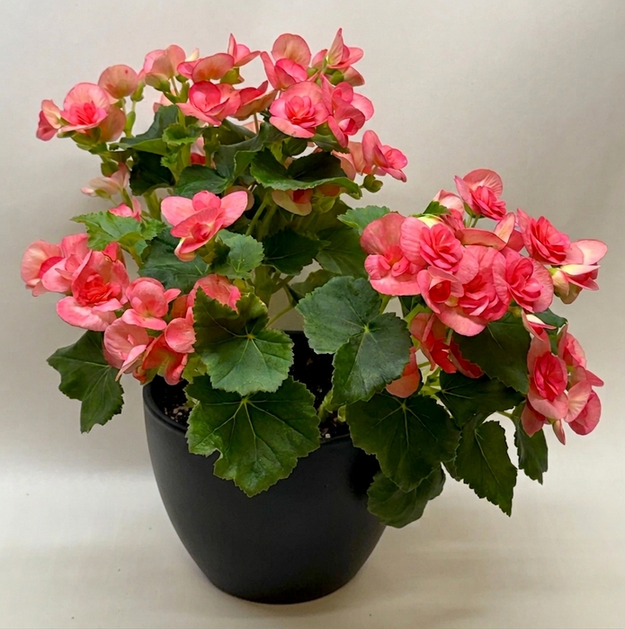 Begonia 'Reiger'