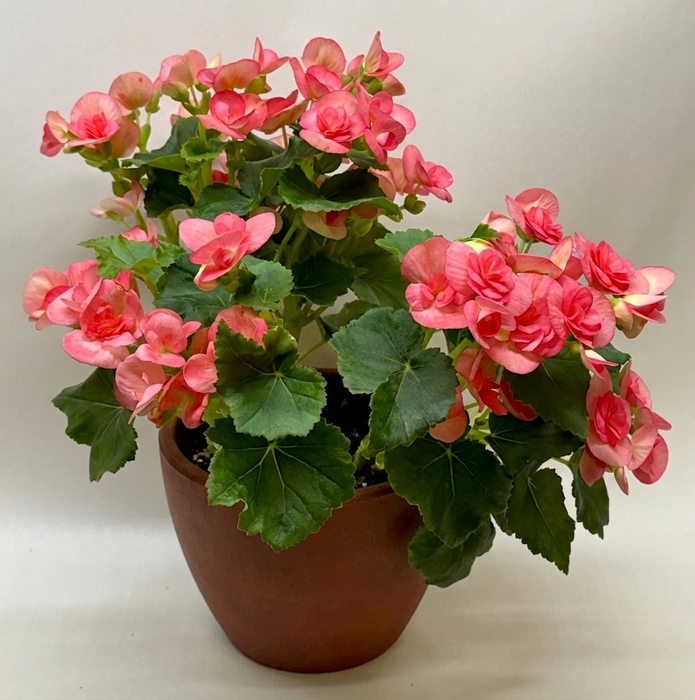 Begonia 'Reiger'