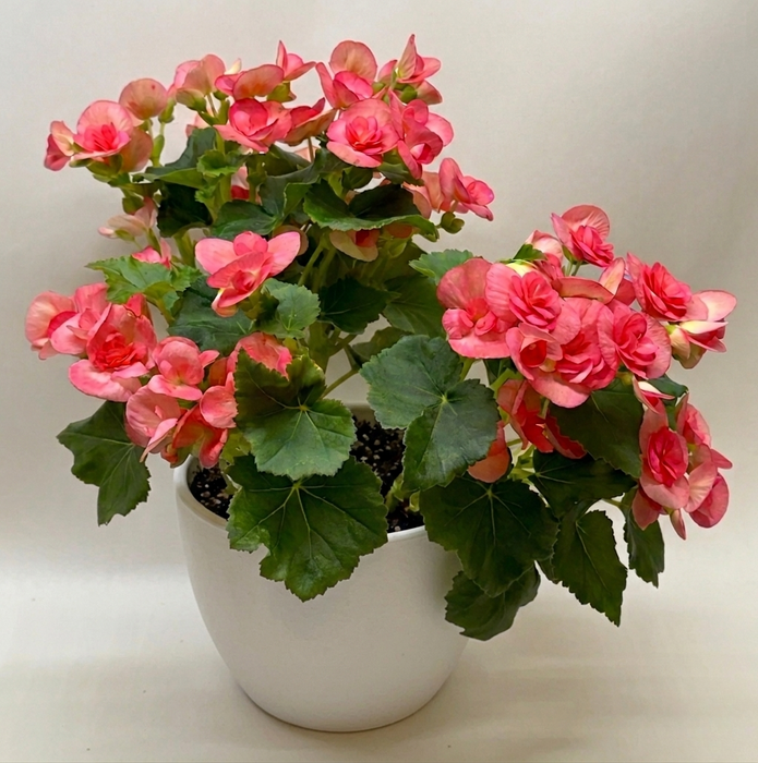 Begonia 'Reiger'