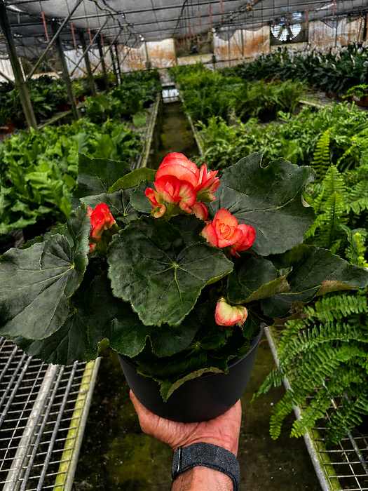 Begonia 'Reiger'