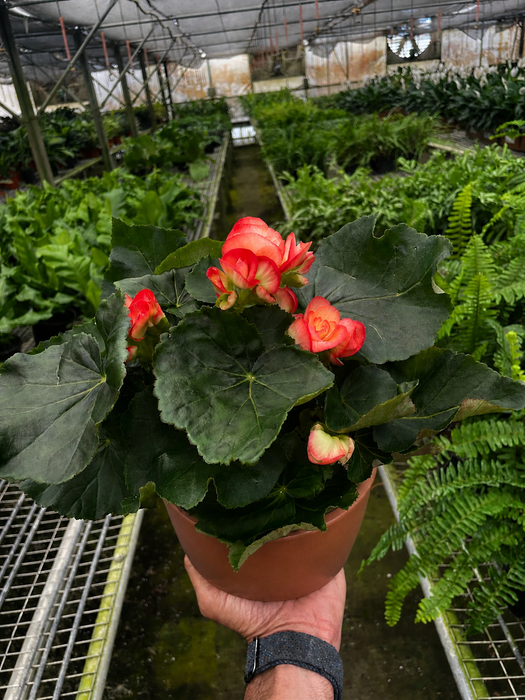 Begonia 'Reiger'