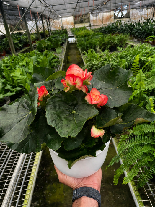 Begonia 'Reiger'
