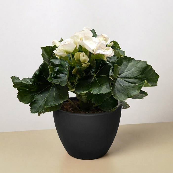 Begonia 'Reiger'