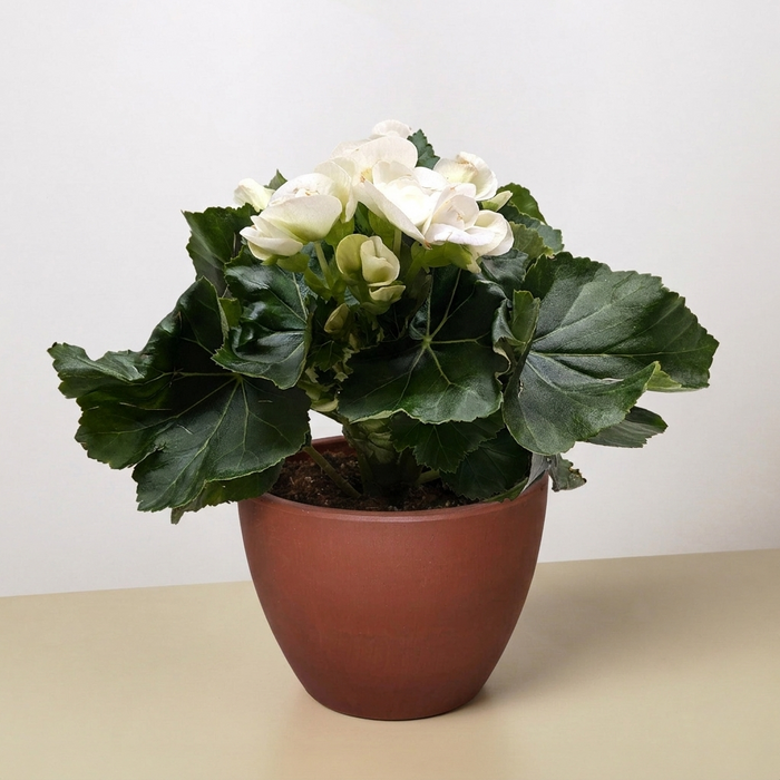 Begonia 'Reiger'