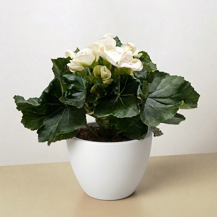Begonia 'Reiger'