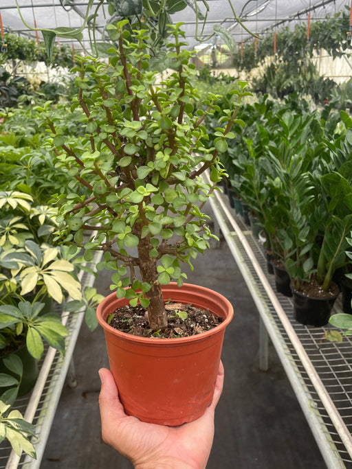 planta de jade bonsai Bonsai Jade Dwarf Green