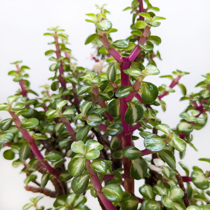 rainbow jade plant Bonsai Jade Dwarf Rainbow