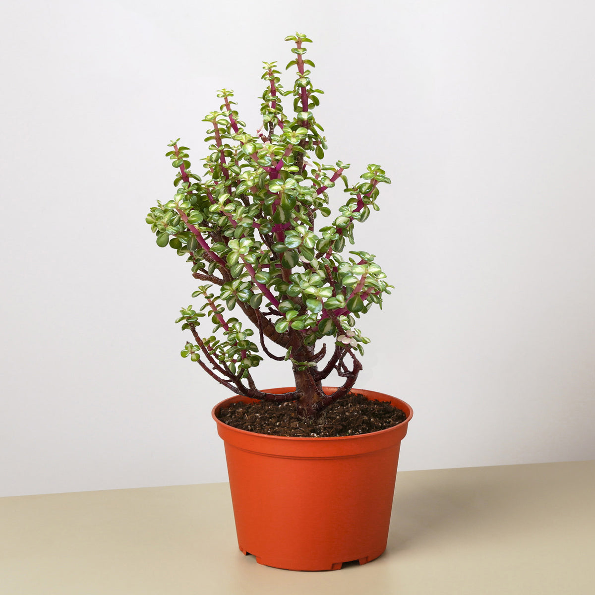 Bonsai Jade Dwarf Green | House Plant Wholesale — House Plant Shop