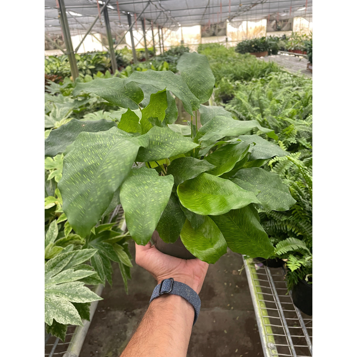 Calathea 'Musaica' | Indoor Plant | Tropical Plant | Potted Plant