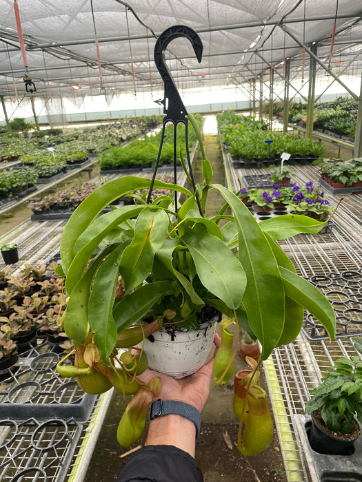 indoor pitcher plant for sale Carnivorous 'Monkey Cup' Plant
