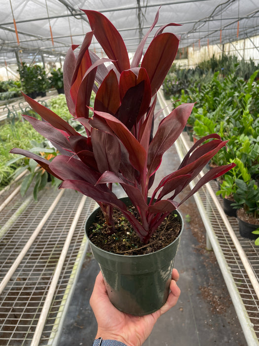 cordyline pot plant Cordyline 'Calypso Queen'