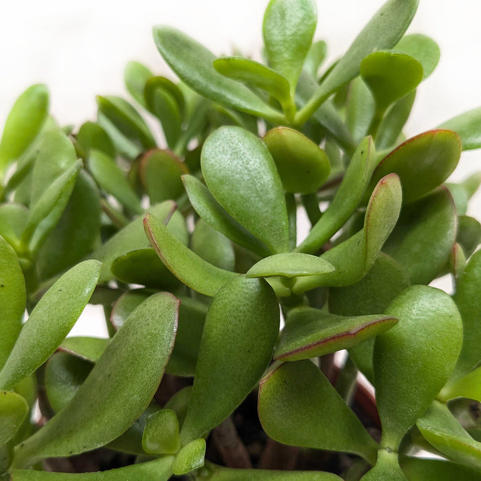 crassula indoor plant Succulent Crassula 'Jade'