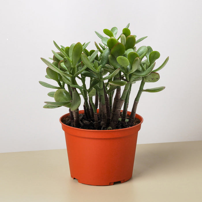 price of jade plant Succulent Crassula 'Jade' | Indoor Plant | Tropical Plant | Potted Plant