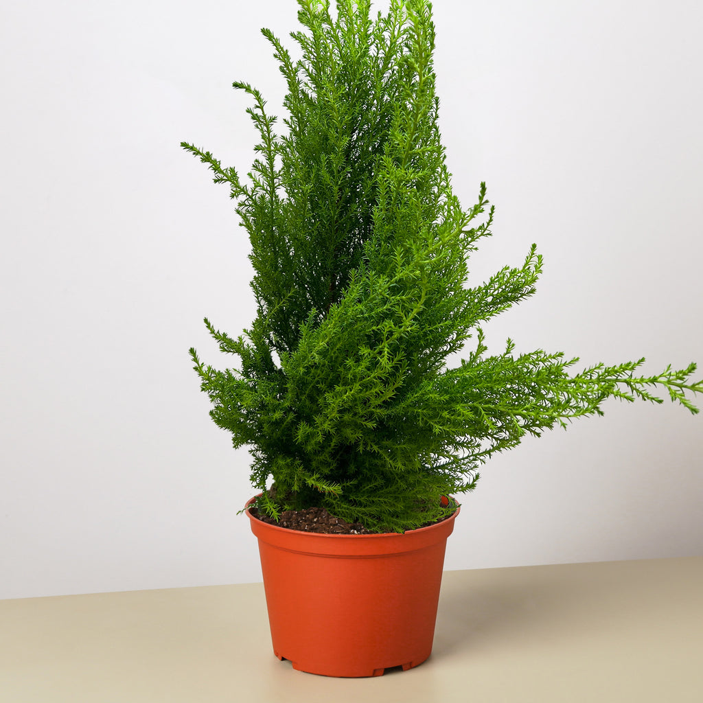 lemon cypress house plant Cypress Lemon