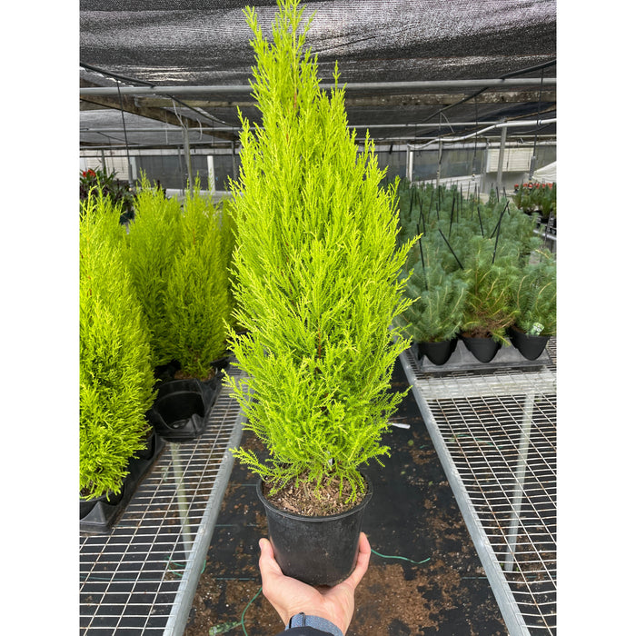cypress tree indoor plant Cypress Lemon