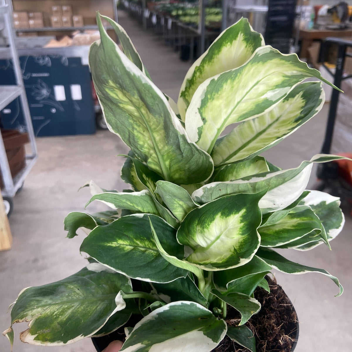 dieffenbachia maculata cool beauty Dieffenbachia 'Cool Beauty' | Indoor Plant | Tropical Plant | Potted Plant