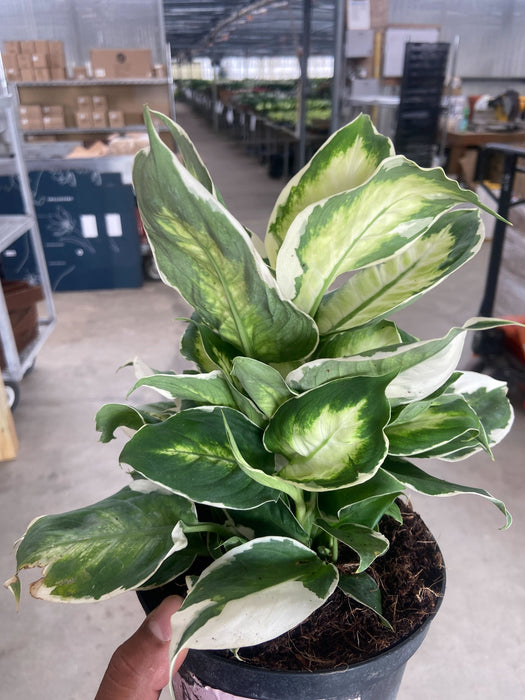 all green dieffenbachia Dieffenbachia 'Cool Beauty' | Indoor Plant | Tropical Plant | Potted Plant
