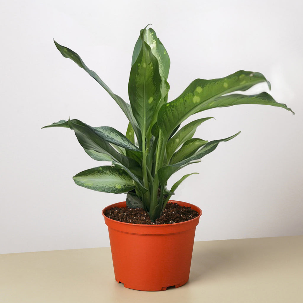 chinese evergreen or dieffenbachia Dieffenbachia Panther | Indoor Plant | Tropical Plant | Potted Plant