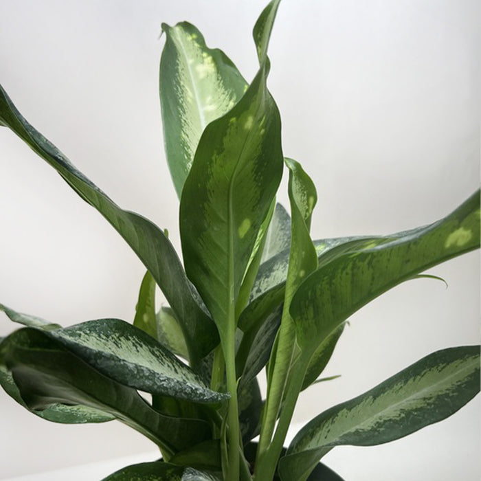 dieffenbachia panther plant Dieffenbachia Panther