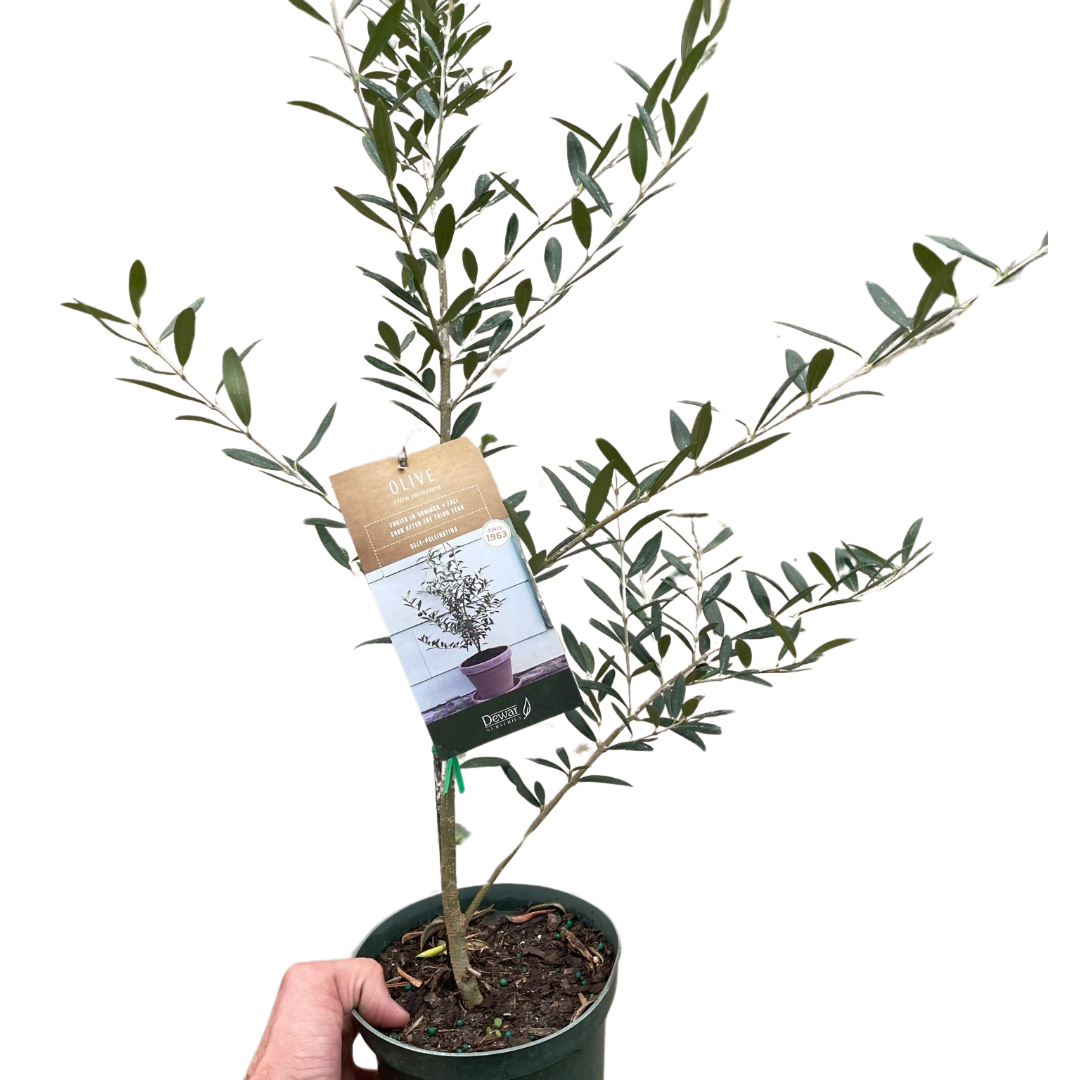 Olive plants