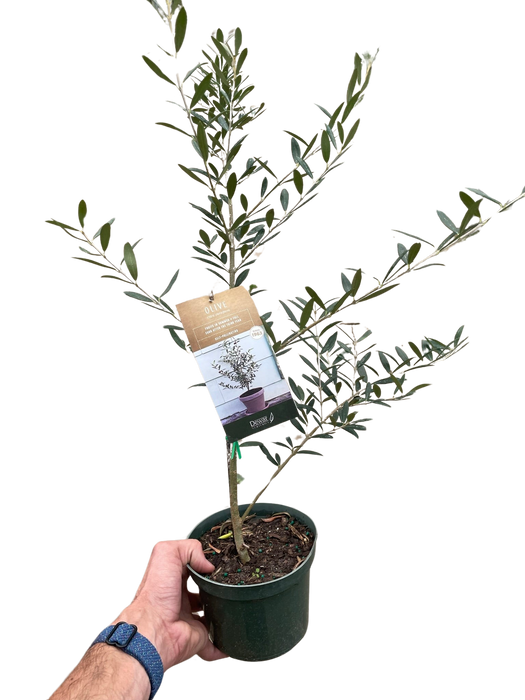 olea europaea indoor plant Common Olive Tree (Olea europaea)